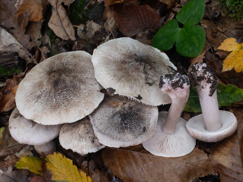 Tricholoma basirubens